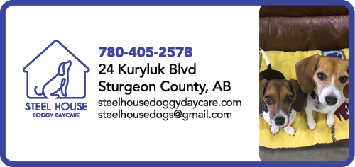 Steel House Doggy Daycare