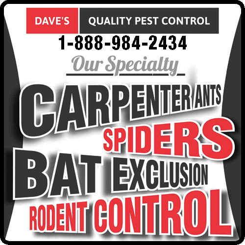 Daves Quality Pest Control