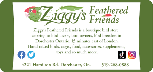 Ziggy's Feathered Friends