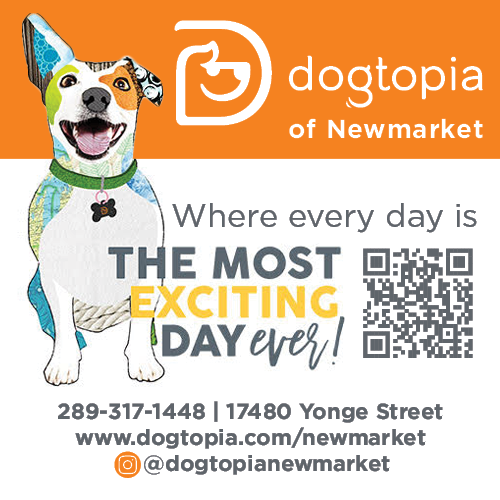 Dogtopia Newmarket