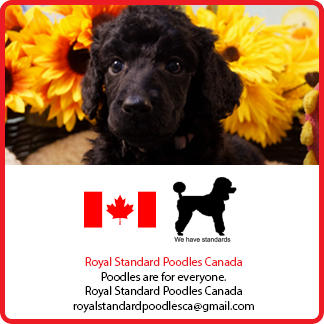 Royal Standard Poodles Canada