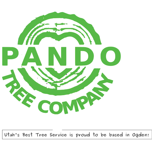 Pando Tree Company